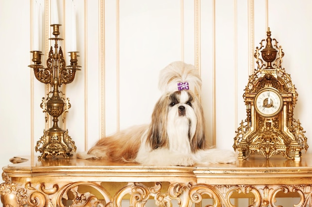 Shih Tzu mit langen Haaren in einem wunderschönen klassischen Interieur