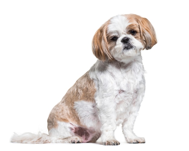 Shih tzu perro sentado