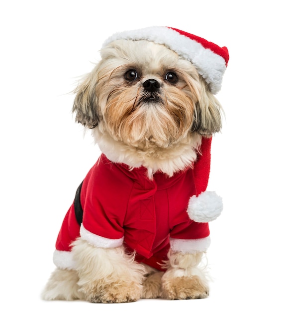 Shih Tzu trägt eine Weihnachtsverkleidung, die isoliert auf Weiß sitzt