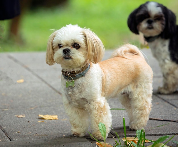 Shih Tzu - uma raça de cães de brinquedo, Caminhando no parque...