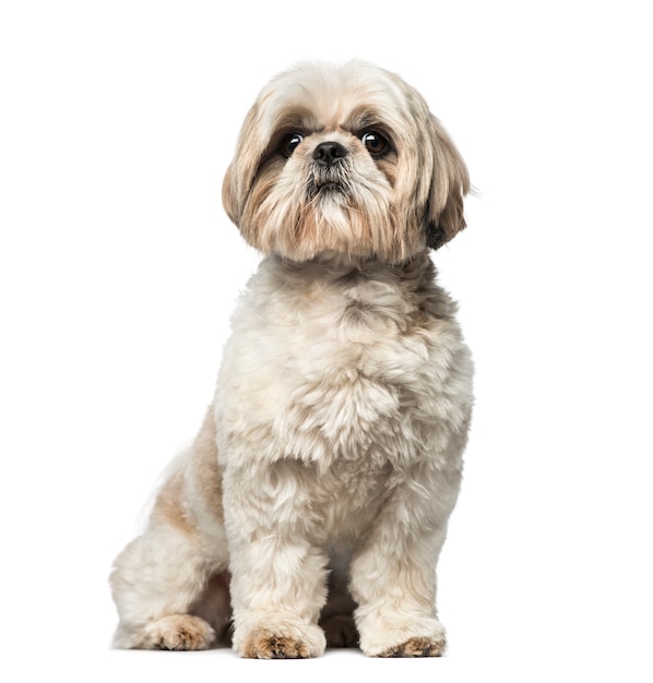 Shih Tzu vor einer weißen Wand