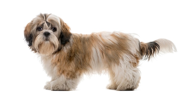 Shih Tzu vor einer weißen Wand