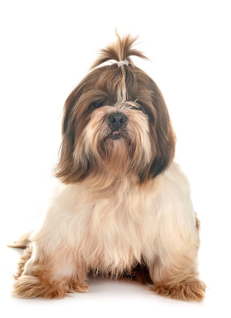 Shih Tzu vor weißem Hintergrund