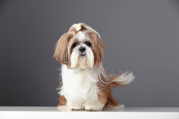 Shih Tzu-Welpe in einem Studio