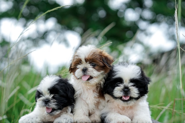 Shih Tzu Welpe Outdor