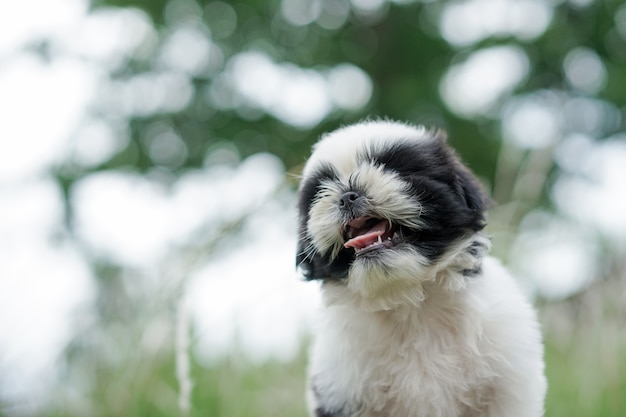 Foto shih tzu welpe outdor