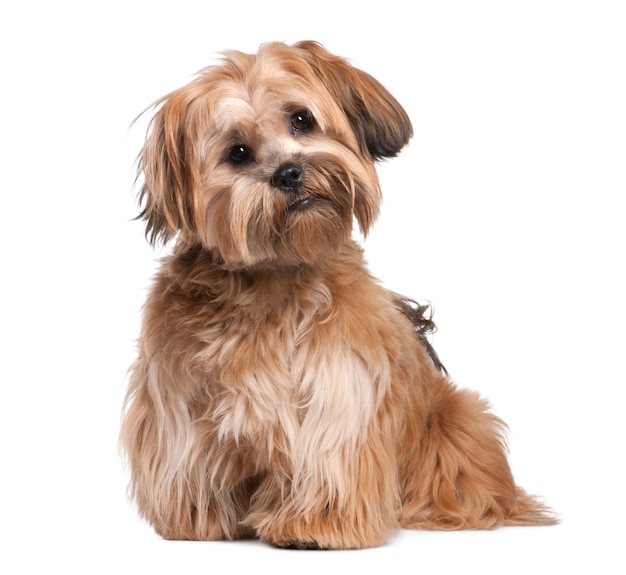 Shih Tzu Welpe