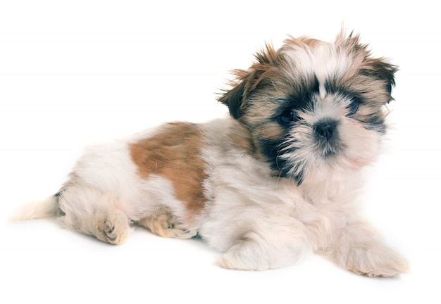 Shih Tzu Welpe