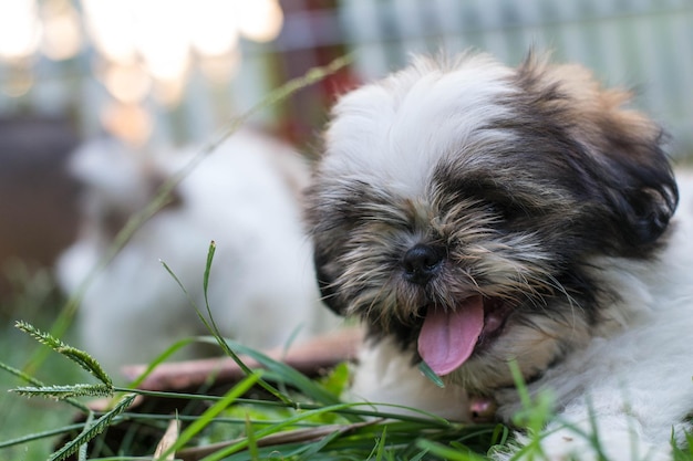 Shih Tzu Welpen