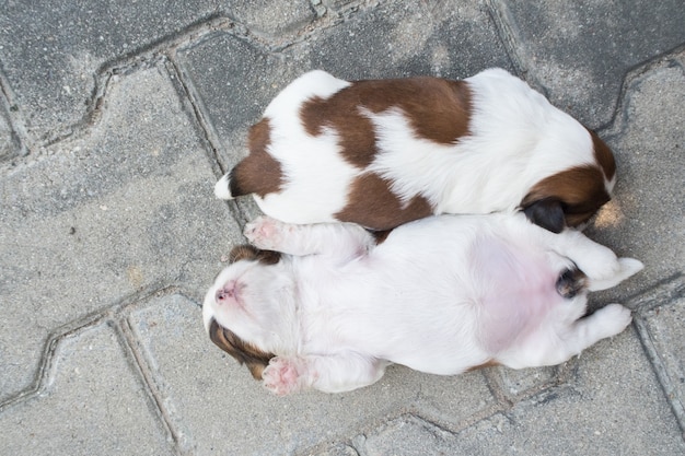 Shih Tzu, zwei Wochen alt, Nette Welpen schlafen auf dem Boden.