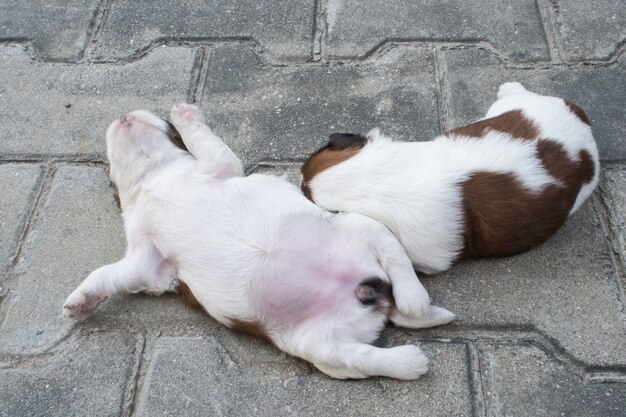 Shih Tzu, zwei Wochen alt, Nette Welpen schlafen auf dem Boden.