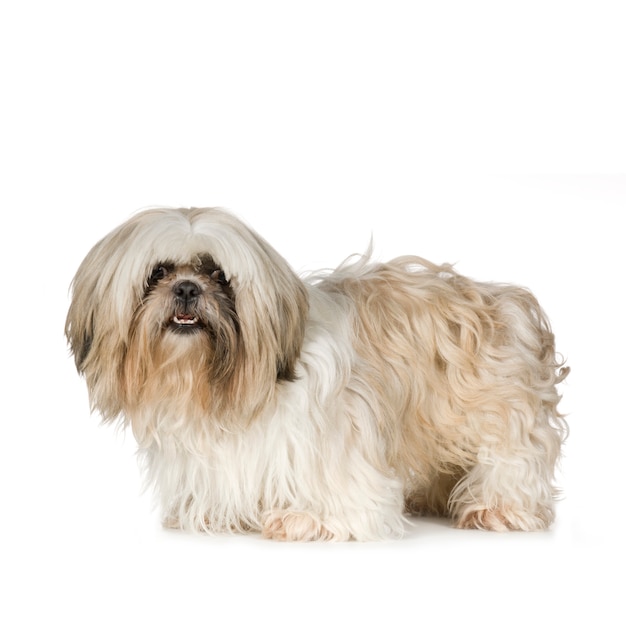 Foto shih tzu