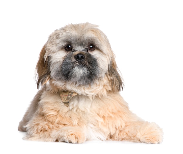 Foto shih tzu