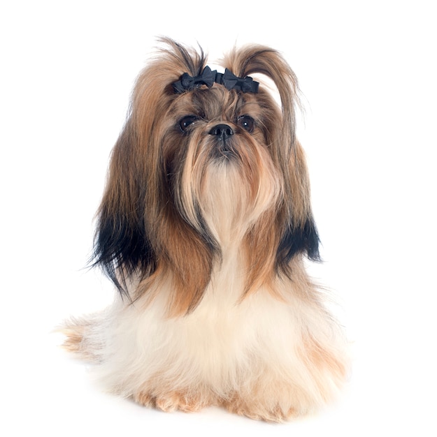 Foto shih tzu