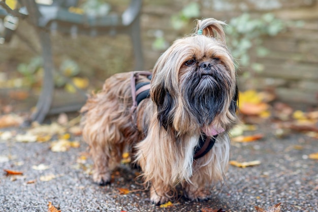 Foto shihtzu divertido sale a caminar en el día alegre de otoño