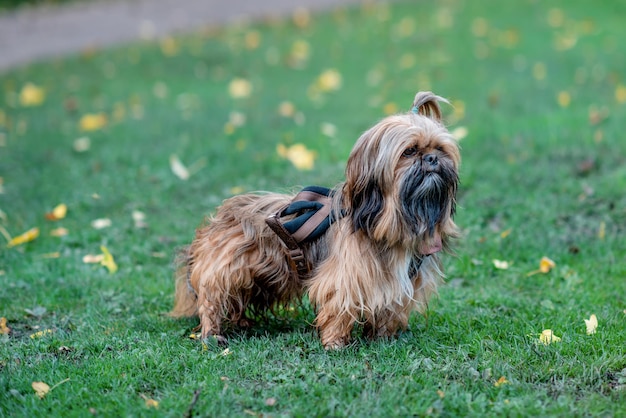 Shihtzu divertido sale a caminar en el día alegre de otoño