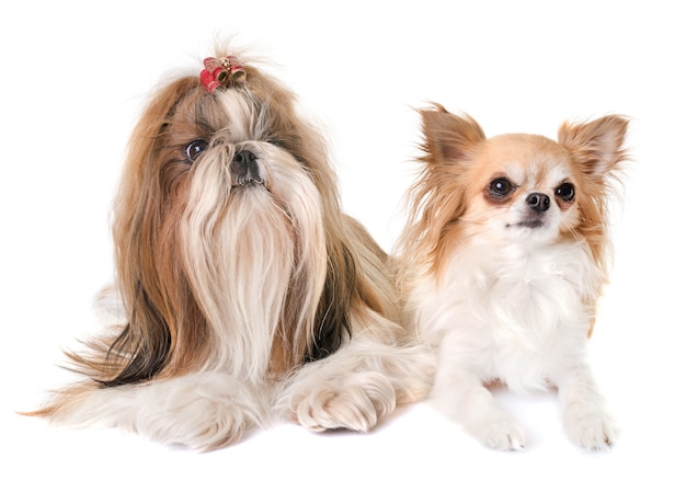 Shihtzu e chihuahua