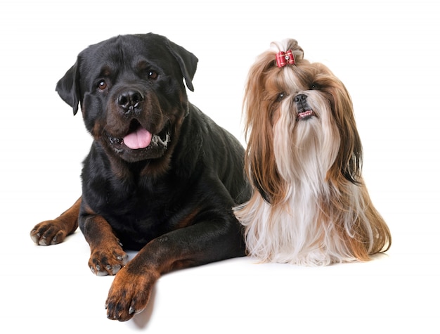 Shihtzu y Rottweiler