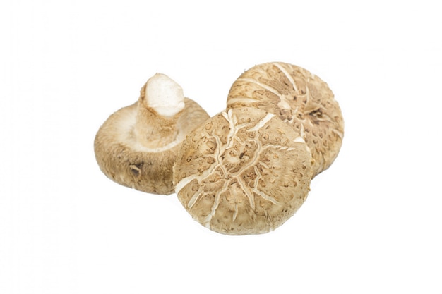 Shiitake cogumelo isolatedon branco