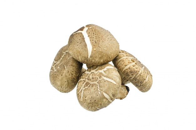 Shiitake cogumelo isolatedon branco