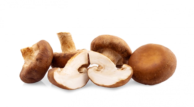 Shiitake-Pilz an der weißen Wand