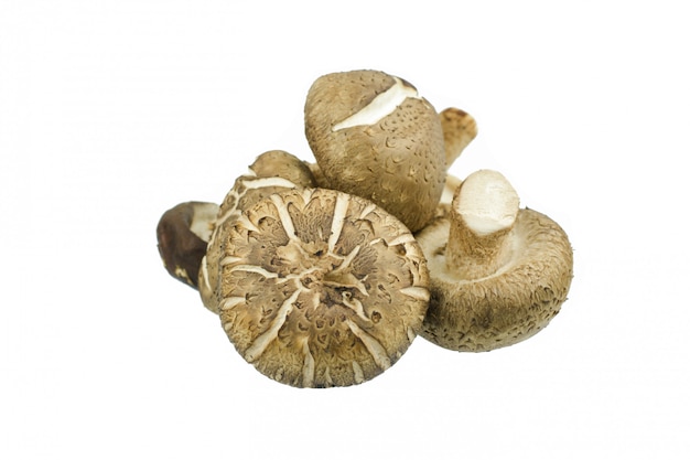 Shiitake-Pilz isolatedon Weiß