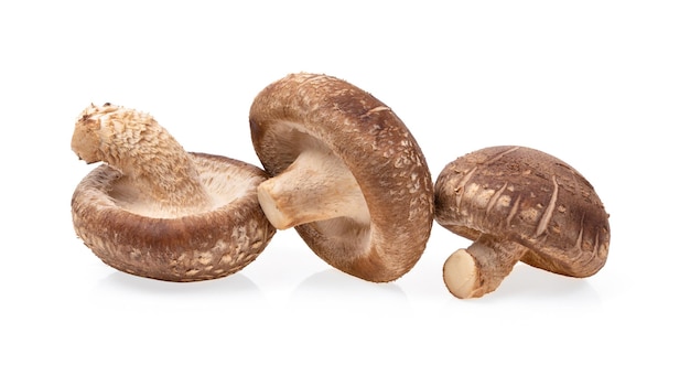 Shiitake-Pilz isoliert auf weißem Hintergrund