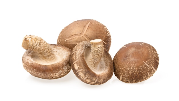 Shiitake-Pilz lokalisiert auf Weiß