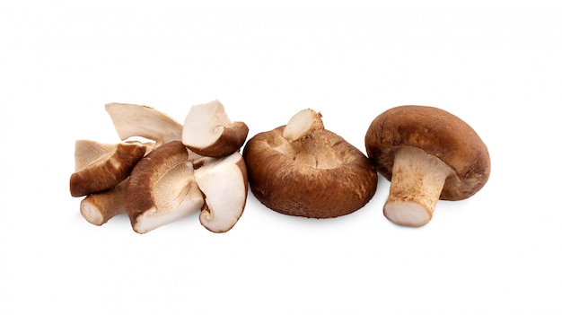 Shiitake-Pilz