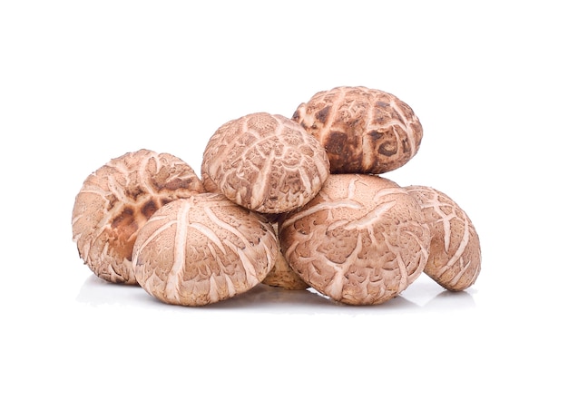 Shiitake Pilze