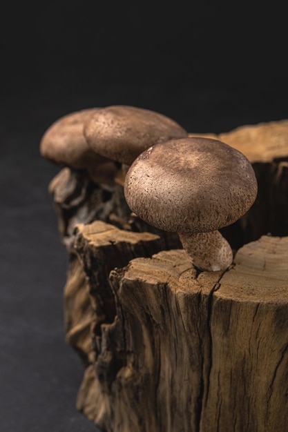 Shiitake Pilze