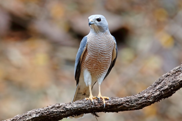 Shikra Accipiter badius hermosas aves macho de Tailandia