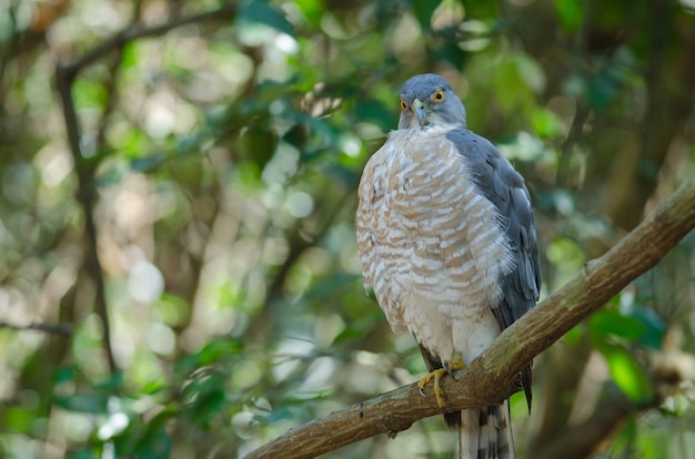 Shikra empoleirar-se em um ramo (Accipiter badius)