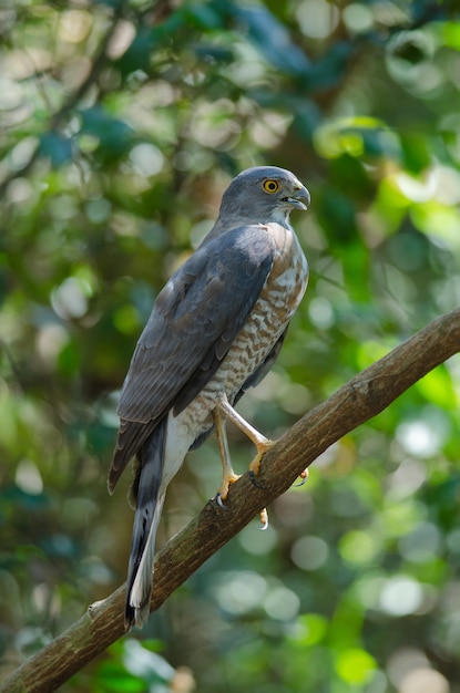 Shikra posado en una rama (Accipiter badius)