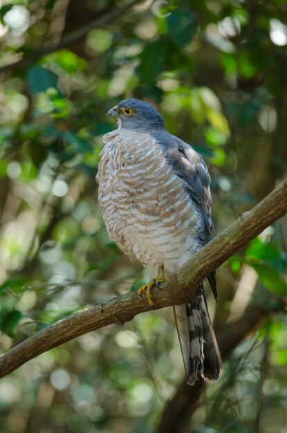 Shikra posado en una rama (Accipiter badius)