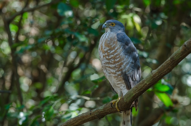 Shikra posado en una rama (Accipiter badius)