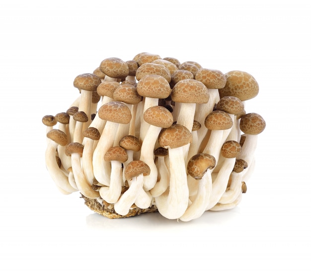 Shimeji cogumelos variedades marrons em branco