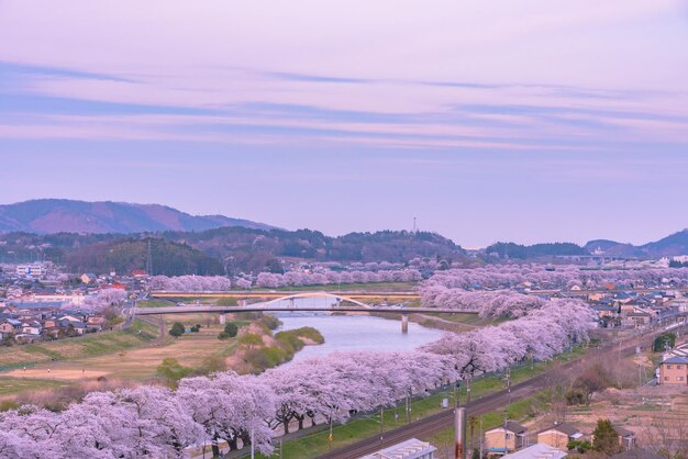 Shiroishigawatsutsumi Hitome Senbonzakura al atardecer Cerezos en flor con la montaña Zao cubierta de nieve