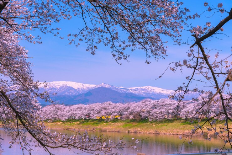 Shiroishigawatsutsumi Hitome Senbonzakura Cerezos en flor con la montaña Zao cubierta de nieve en el fondo