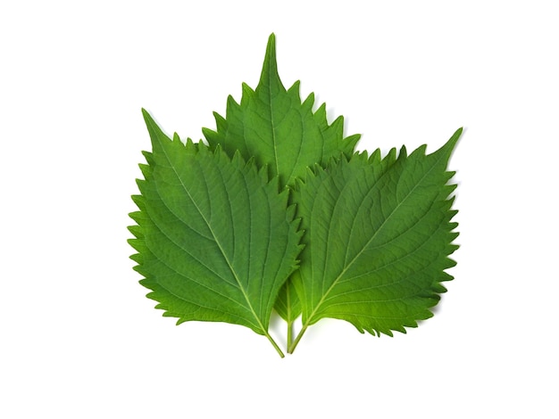 Shiso perilla frutescens verde fresco o hoja de Oba aislada en la vista superior de fondo blanco