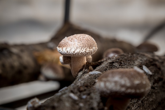 Shitake, cogumelo japonês, cultivado em madeira cortada