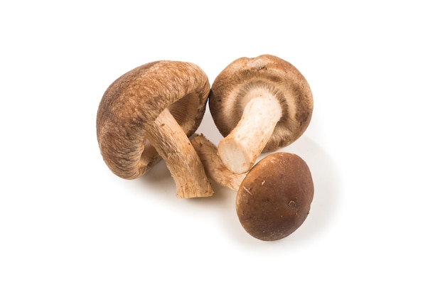 Shitake-Pilz isoliert auf weiß