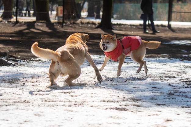 Foto shiva inu hund gekleidet für das kalte wetter mit pullover in einem spiel