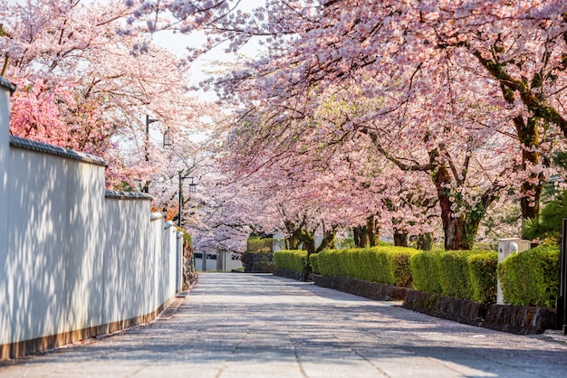 Foto shizuoka japão ruas da cidade velha com flores de cerejeira na primavera