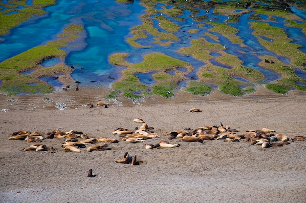 Shoal de pedras na maré baixa Caleta Península de Valdes Valdes Patagônia Argentina