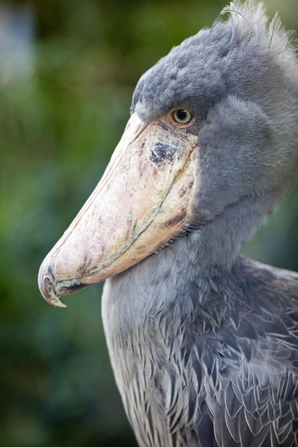 Shoebill lat Balaeniceps rex alias Whalehead