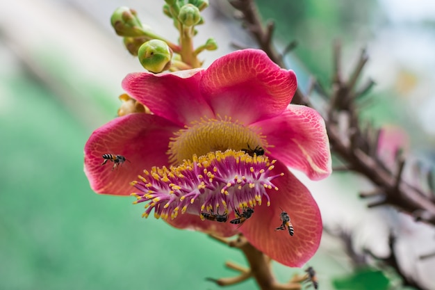 Shorea robusta Com abelhas