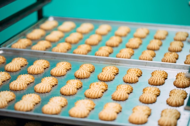 Shortbread. Herstellung von Shortbread-Keksen in einer Süßwarenfabrik. Shortbread Cookies auf einem Metallgestell nach dem Backen im Ofen.