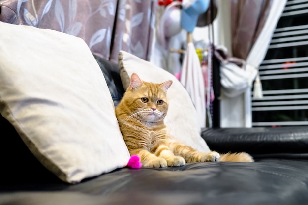 Foto shorthair americano do gato o amarelo e o teste padrão de gatos pequenos tigre pequeno bonito.