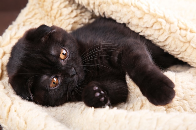 Shorthair británico del gatito negro